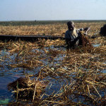 Bangladeshi Farmers Trying to Salvage Crops from Flooded Farm Land (Photo Credit: The Kitchn.com)